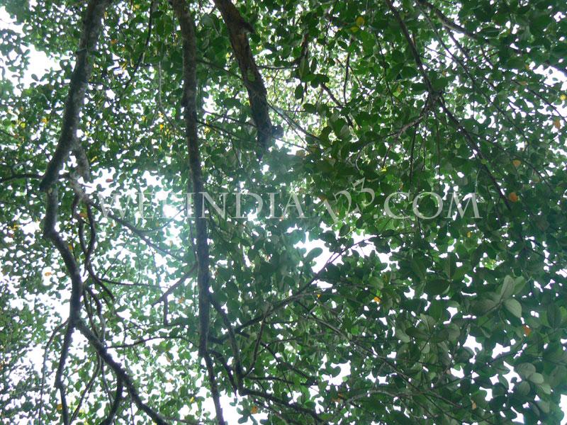 Leaves