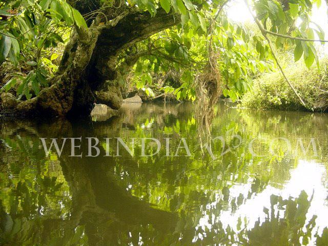 Nest - Thekkady Tiger Reserve- Kerala