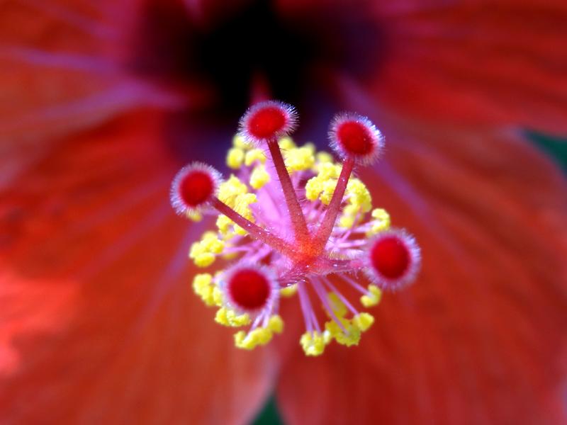 hibiscus nectar