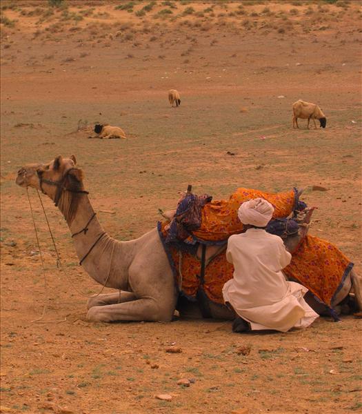 Camel Ride