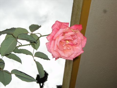 Rose is a Rose