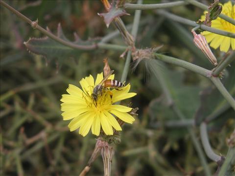desert flower with honeybee