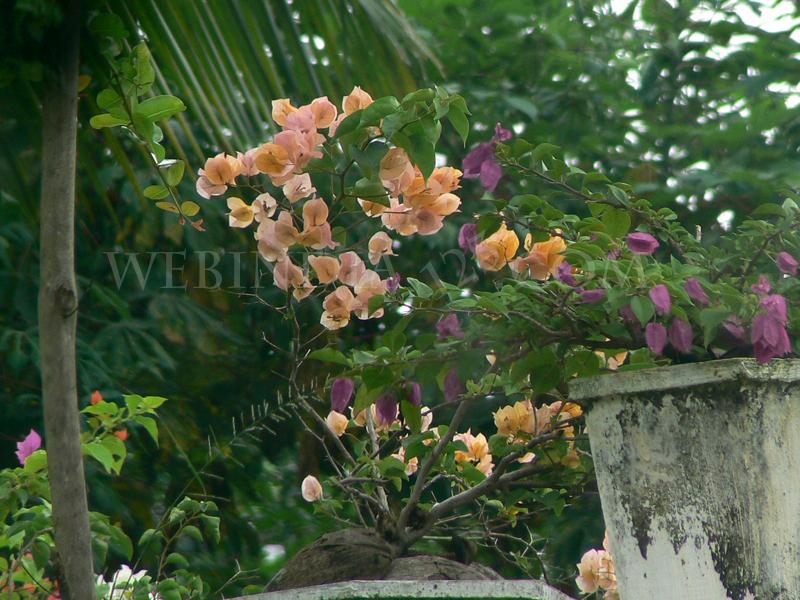 Flower - Bougainvillea