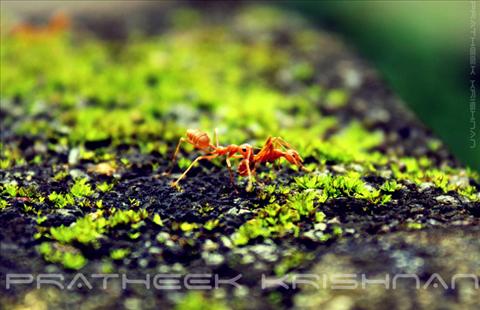 Ants