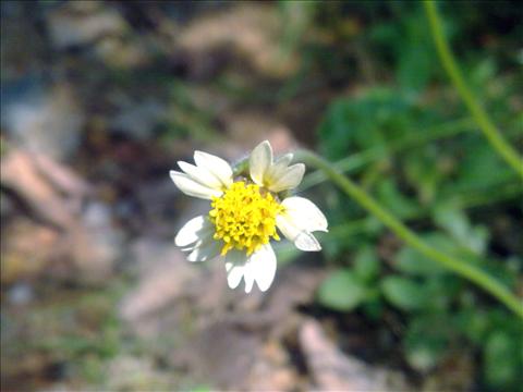 small+flower