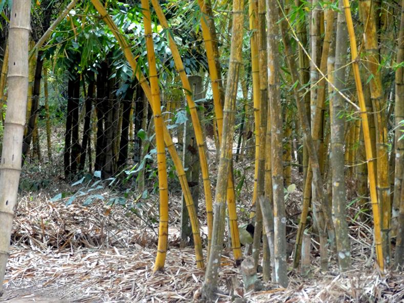 Nisargadhama Bamboo Forest, Coorg