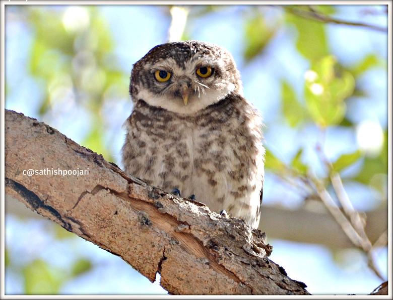 Spooted Owlet