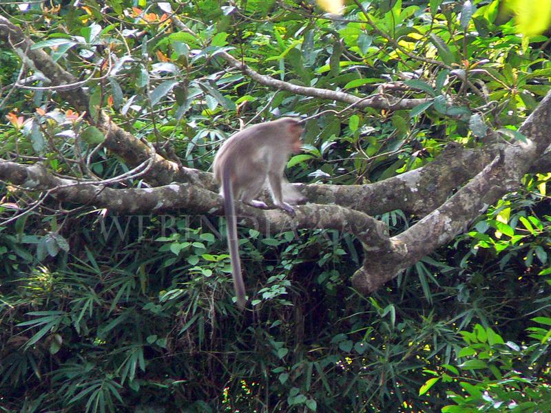A monkey at Illithode - Kerala