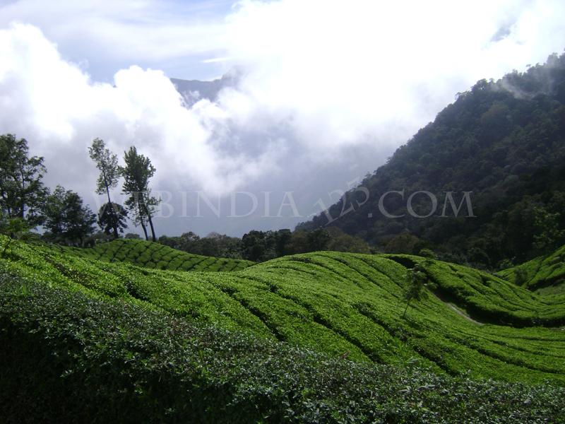 The beauty of Munnar - Kerala