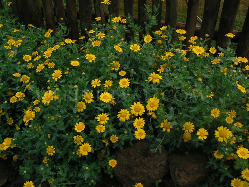 Cute Yellow flowers
