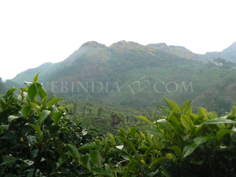 Tea plantations at Munnar - Kerala