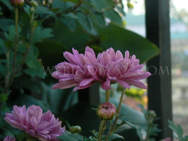 Flowers - Dahlia flowers