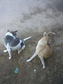 SAME ACTION OF DOGS