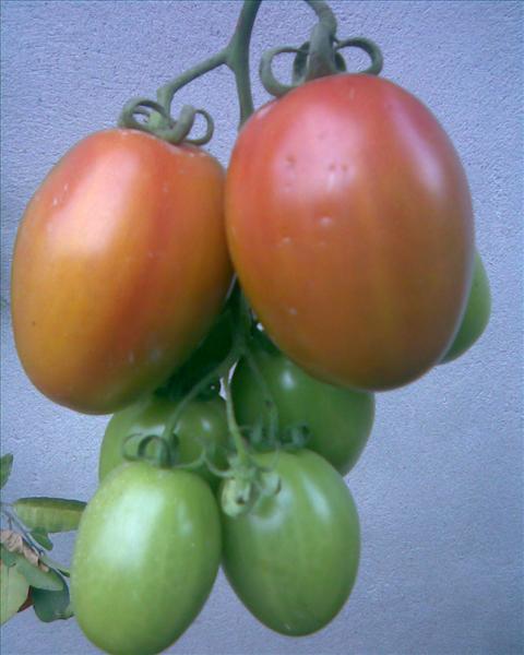 Tomato- Vegetables