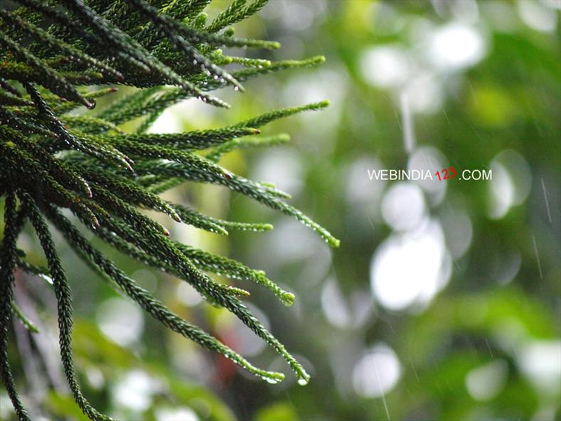 Raindrops