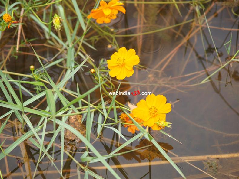 Yellow Flowers (Cosmos Orange)