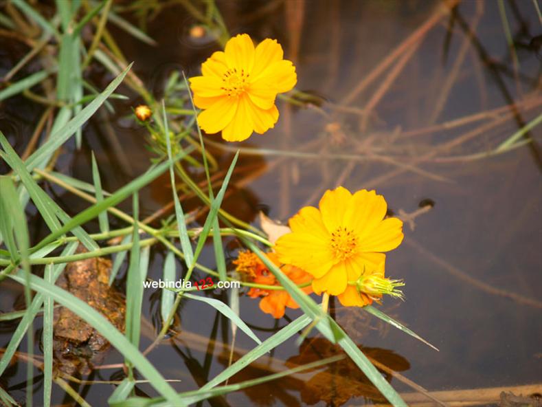 Yellow Flowers (Cosmos Orange)