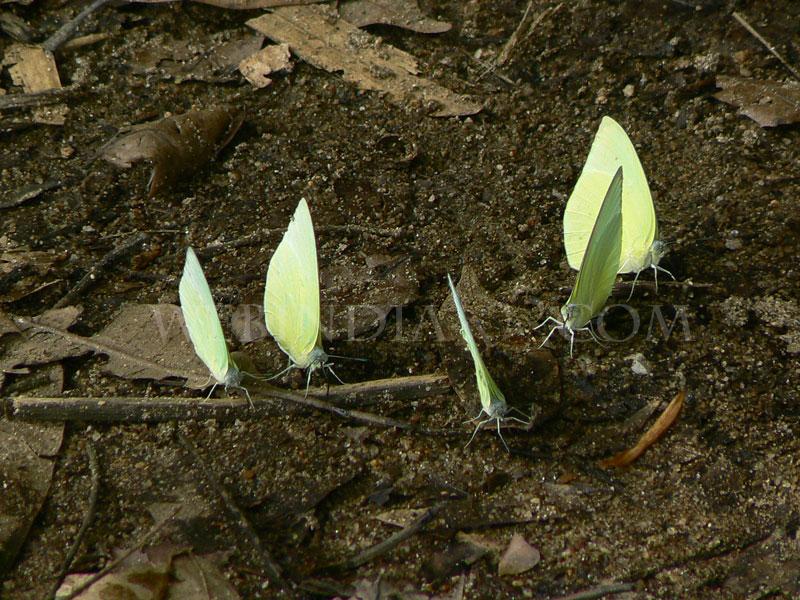 Butterflies- Kerala