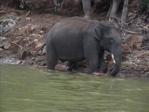 baby elephant practising to become michael phelps