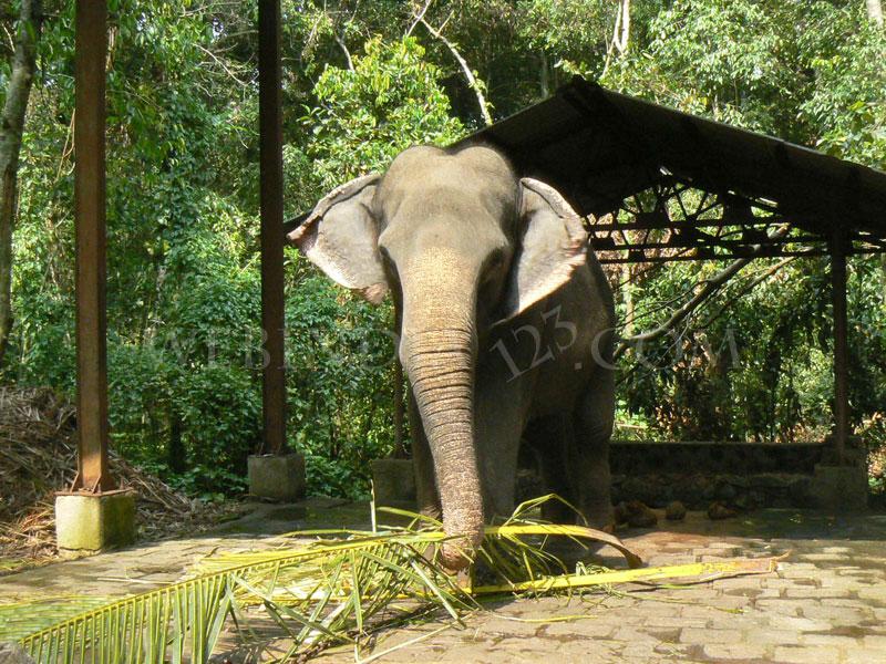 Elephant at Iringol Kavu - Kerala