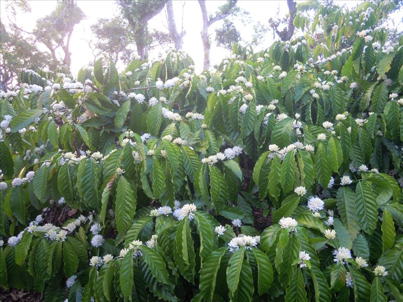 Coffee Flower