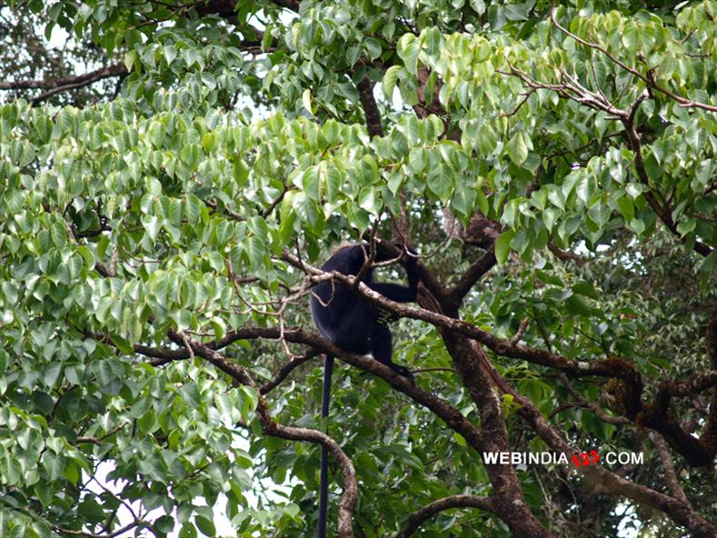 Lion tailed Macaque