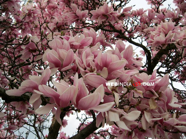 Magnolia Flowers, New Jersey