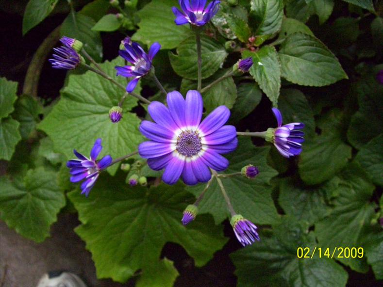 Purple Colour Flower