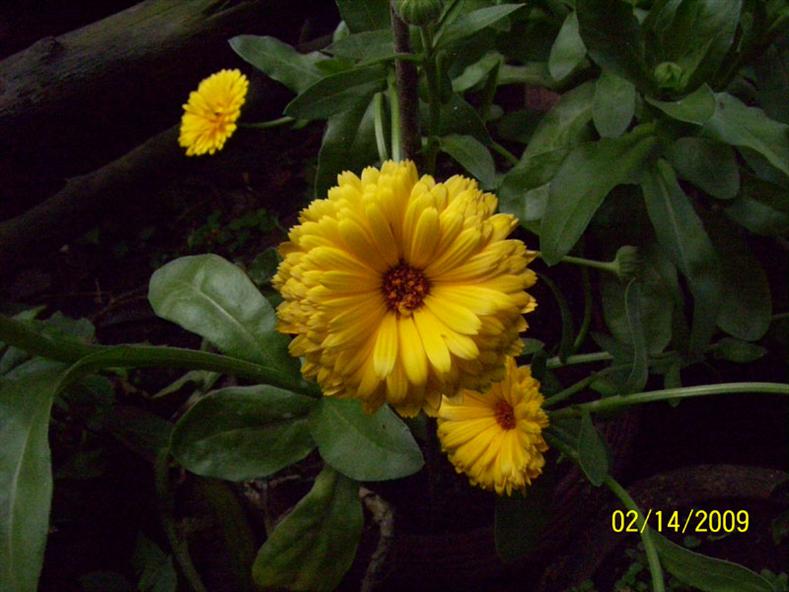 Yellow Gerbera