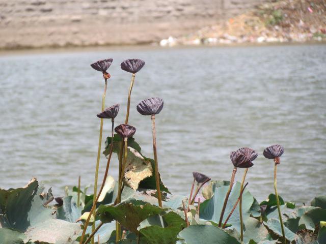 Lotus pods in the lake