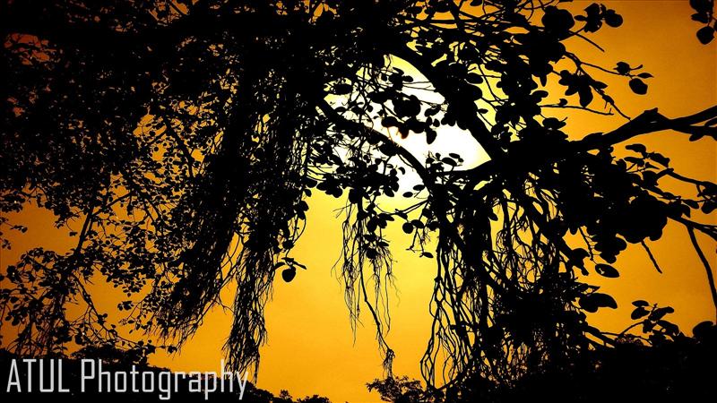 Sun behind a huge tree