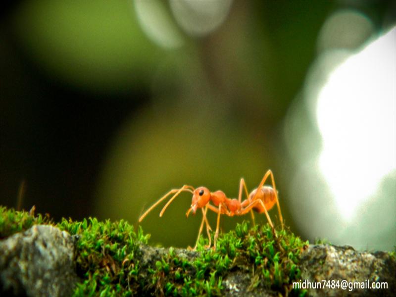 Ant on mosshil