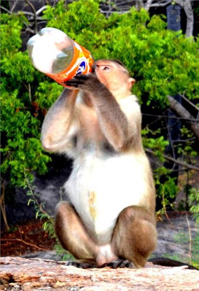 Thirsty monkey