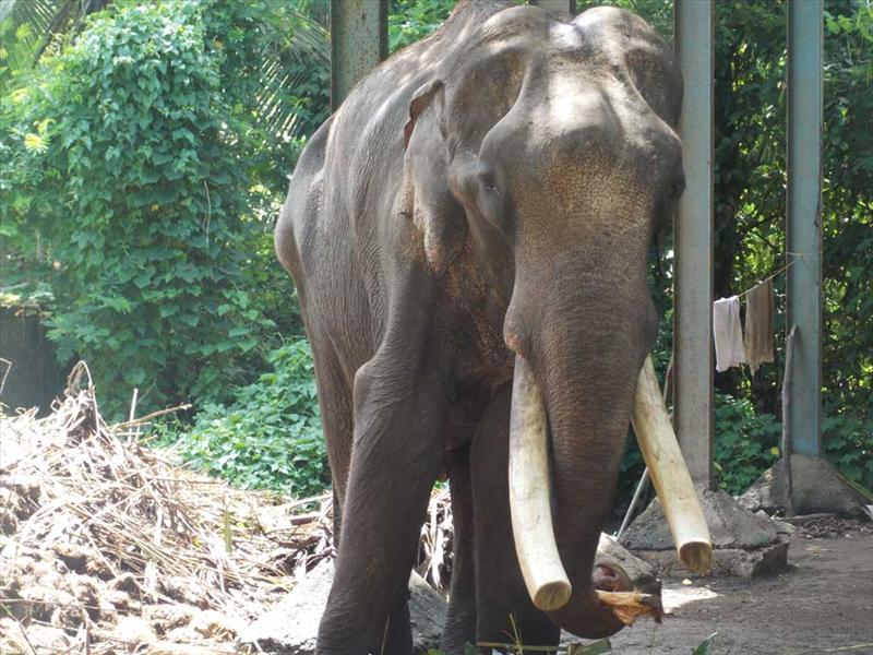 Sick Elephant