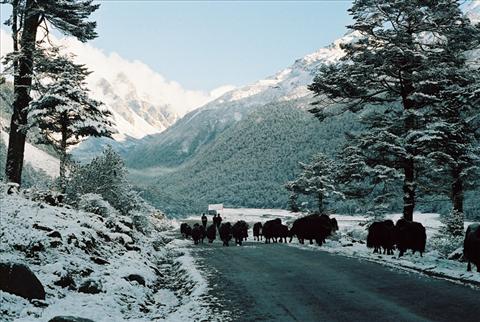 YAKS GRAZE IN THE BEAUTIFUL YUMTHANG VALLEY