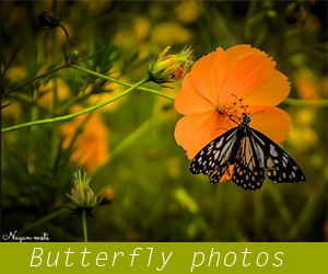 Butterfly Photography